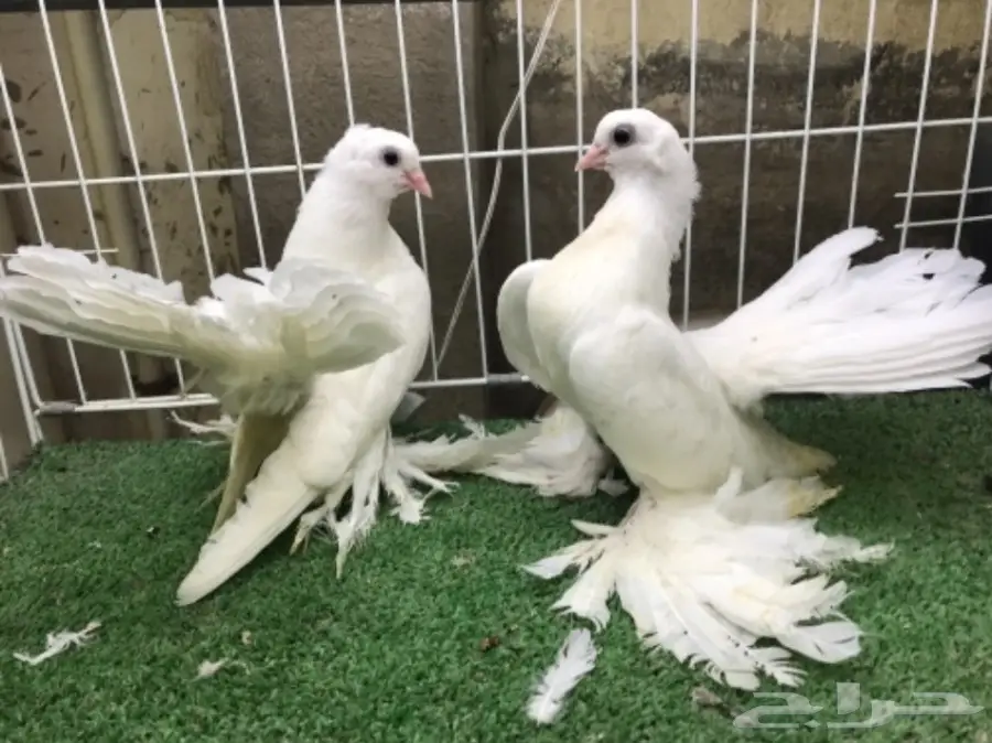 كرنقو ( سيبيري )  طبه مستوا ابطال (image 8)