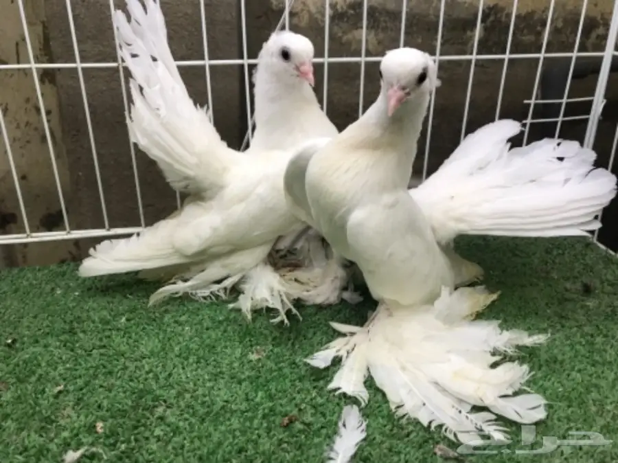 كرنقو ( سيبيري )  طبه مستوا ابطال (image 9)