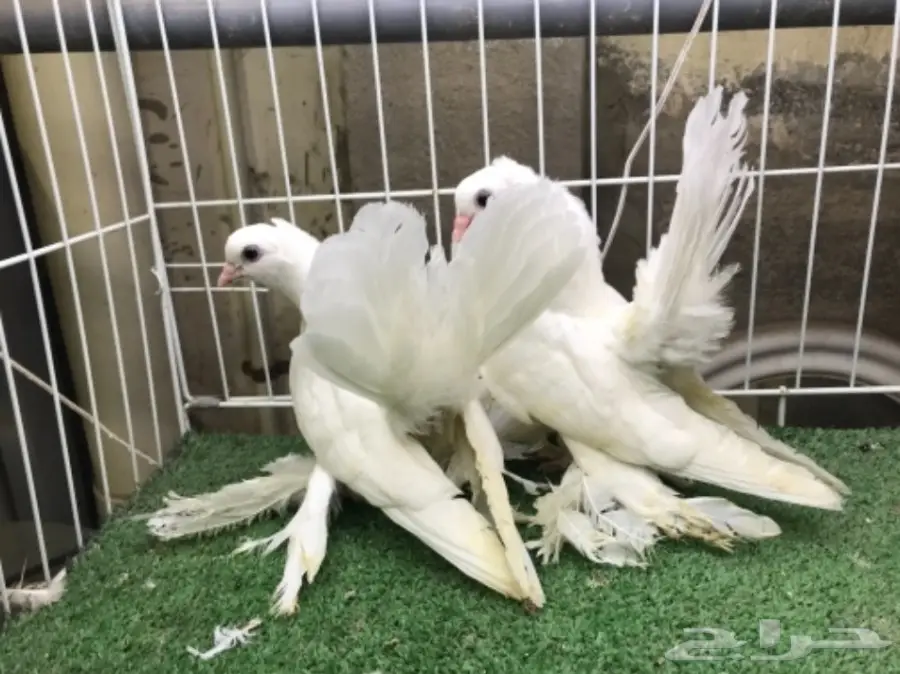 كرنقو ( سيبيري )  طبه مستوا ابطال (image 10)