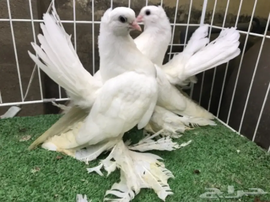 كرنقو ( سيبيري )  طبه مستوا ابطال (image 11)