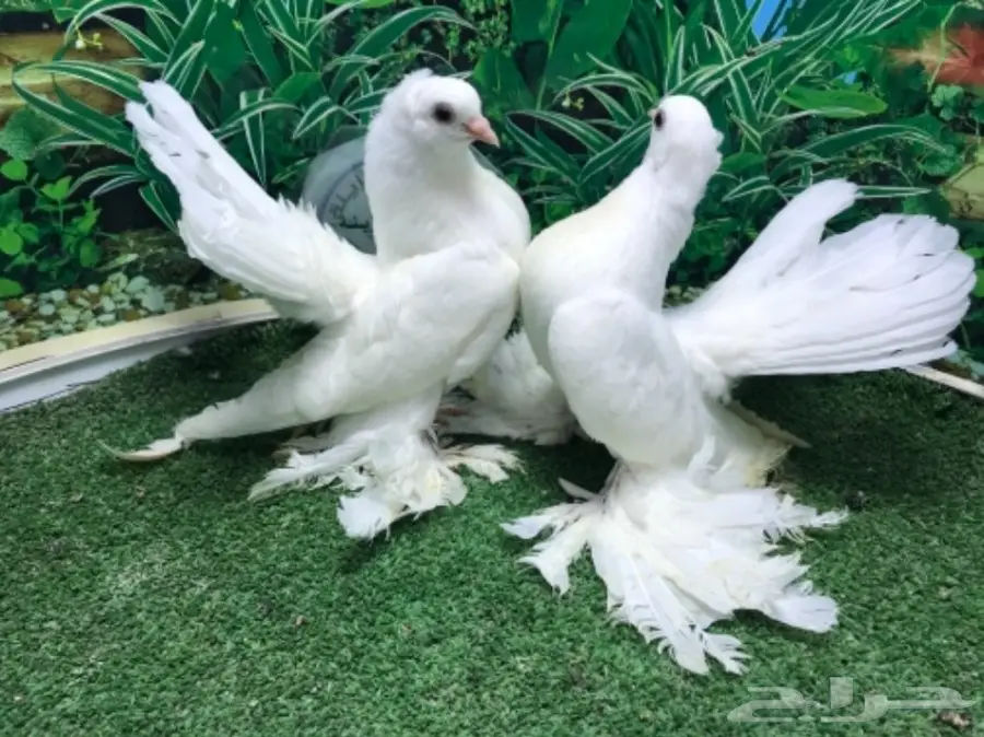 كرنقو ( سيبيري )  طبه مستوا ابطال (image 12)