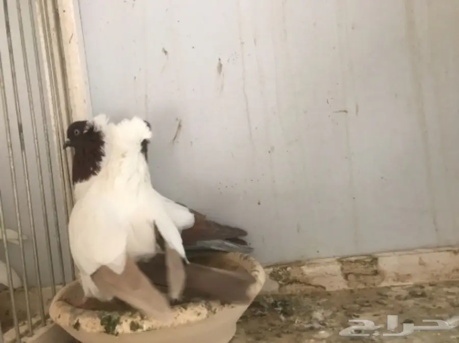 جوز سوداني (image 1)