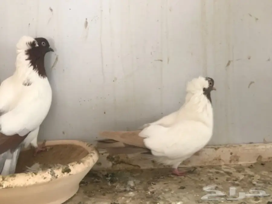 جوز سوداني (image 2)