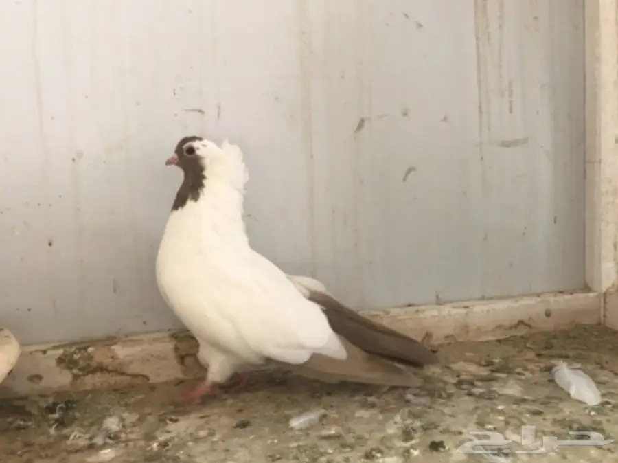 جوز سوداني (image 3)