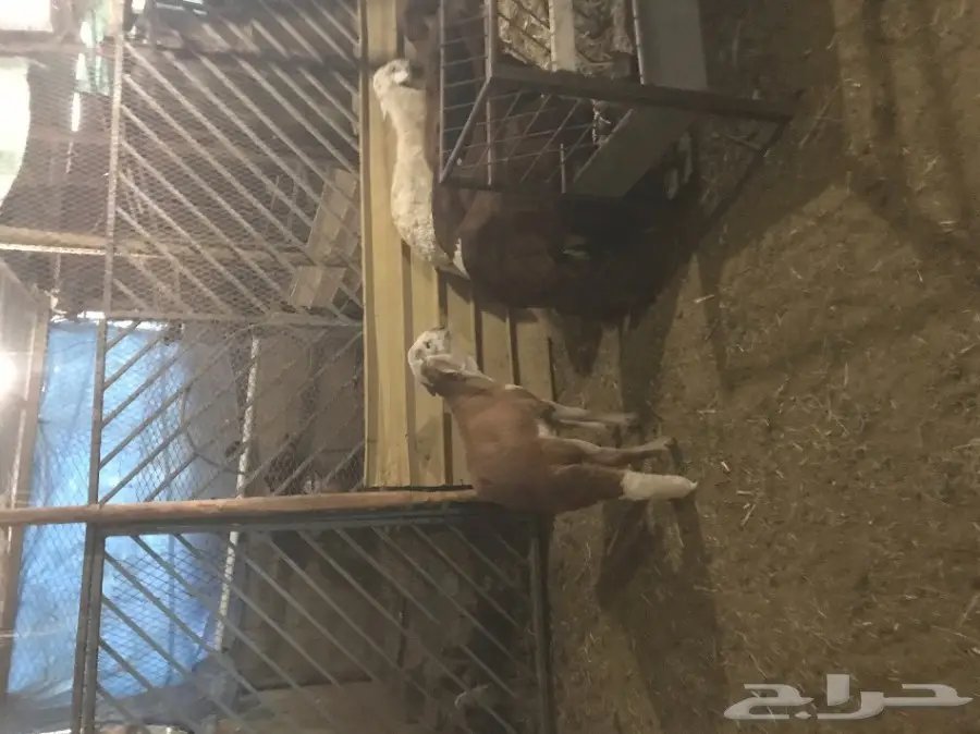 سواكن جذعان مرابي  (image 6)