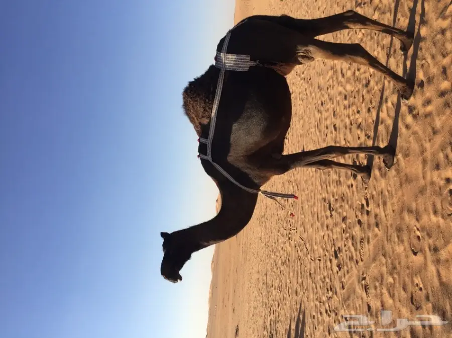 خلفه مجهم هديه وطيبه 