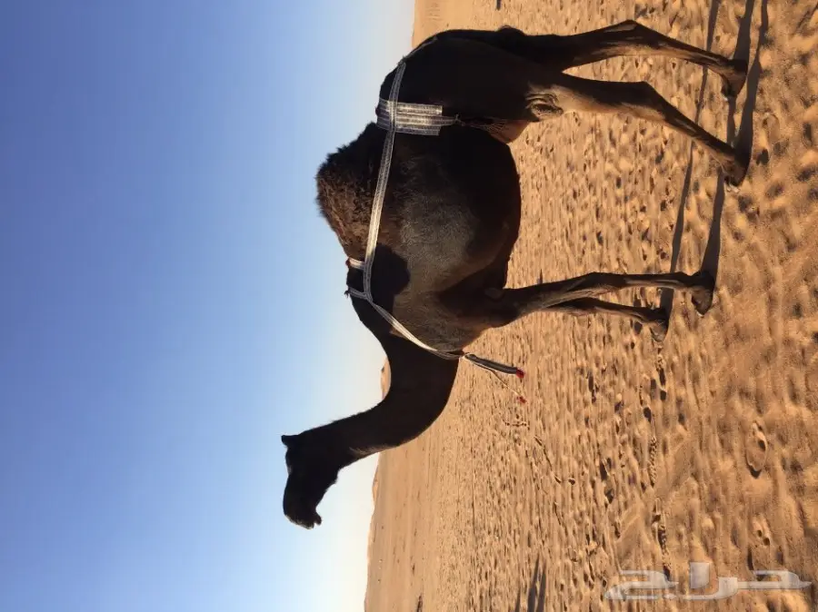 خلفه مجهم هديه وطيبه  (image 1)