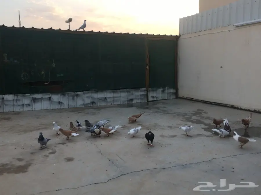 عشة  حمام ومحاكر 