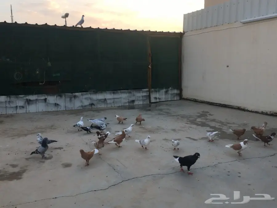 عشة  حمام ومحاكر  (image 1)