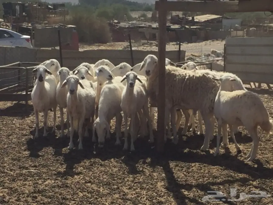 حريات ضان للبيع