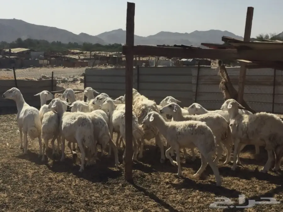 حريات ضان للبيع (image 1)