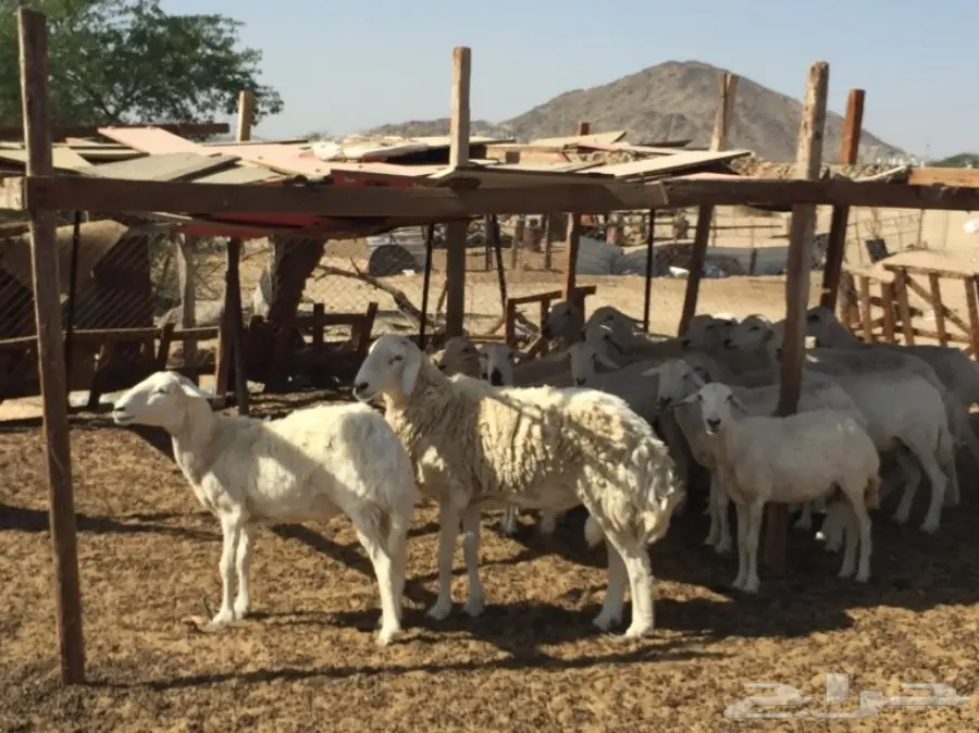 حريات ضان للبيع (image 2)