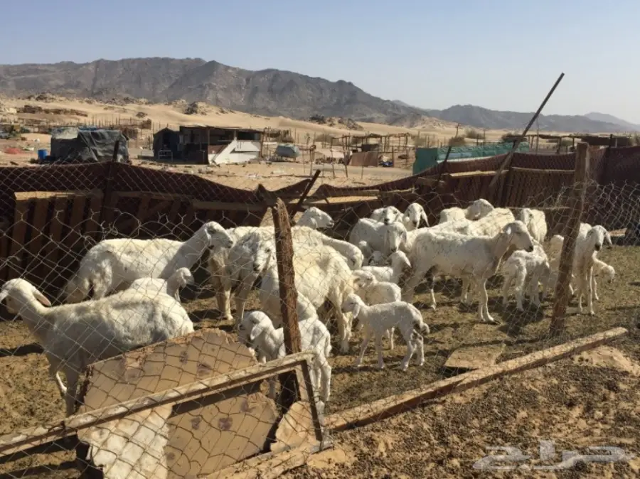 حريات ضان للبيع (image 3)