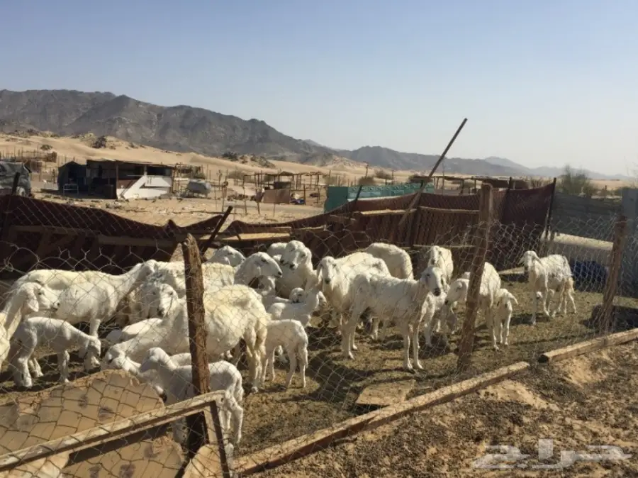 حريات ضان للبيع (image 4)