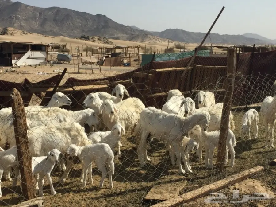 حريات ضان للبيع (image 5)