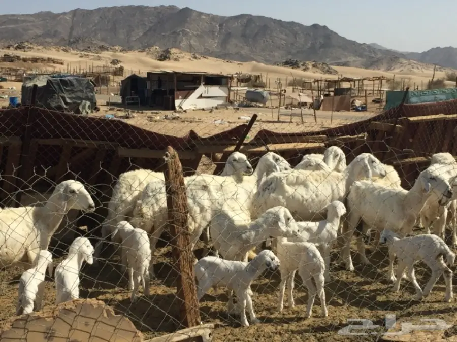 حريات ضان للبيع (image 6)