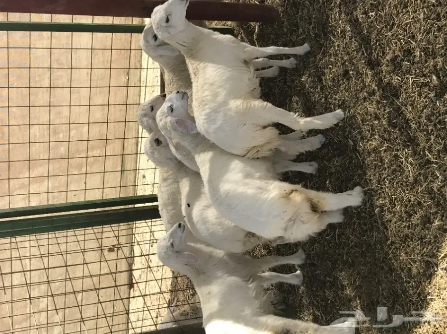 للبيع 8 رخال حريات بسعر280ريال