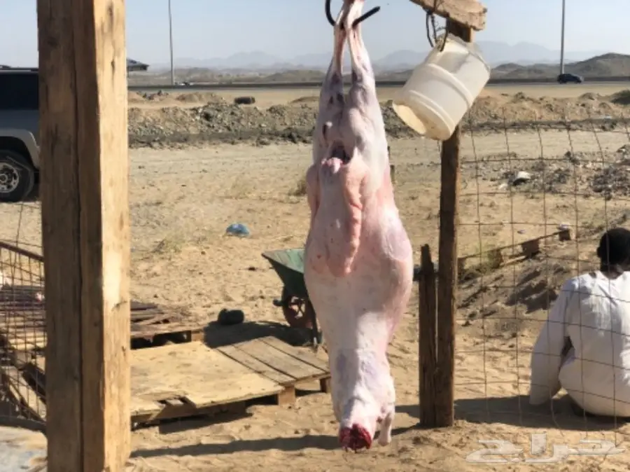 طليان كفو للبيع  (image 3)