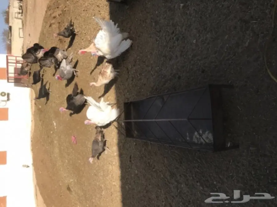 دجاج رومي  (image 1)