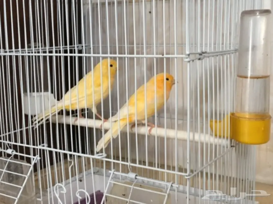 جوز كناري (image 1)