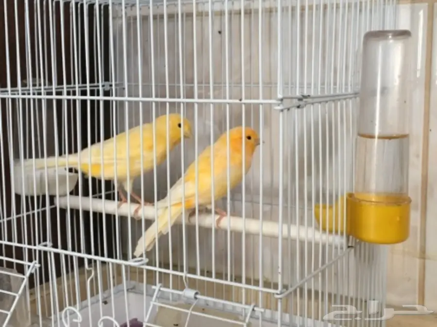 جوز كناري (image 2)