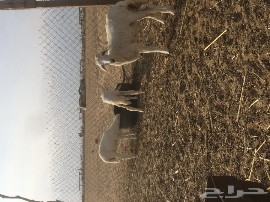 رخال لبنيه لبيع والحد 260 (image 2)