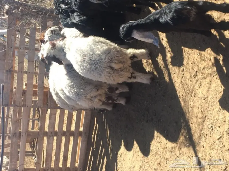 هرافي  (image 1)