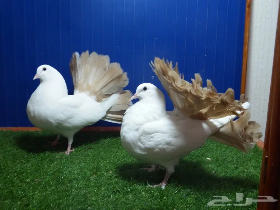 طبه رقاص هولندي مذيل أصفر أخوان بطن واحده (image 1)