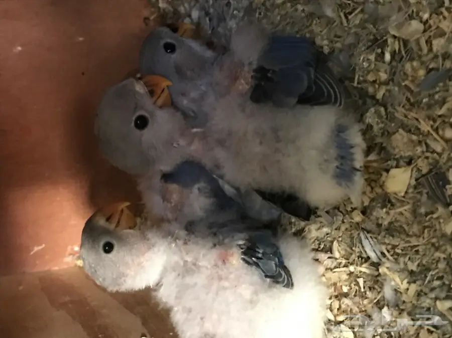 جوز روز معه فروخ (image 4)