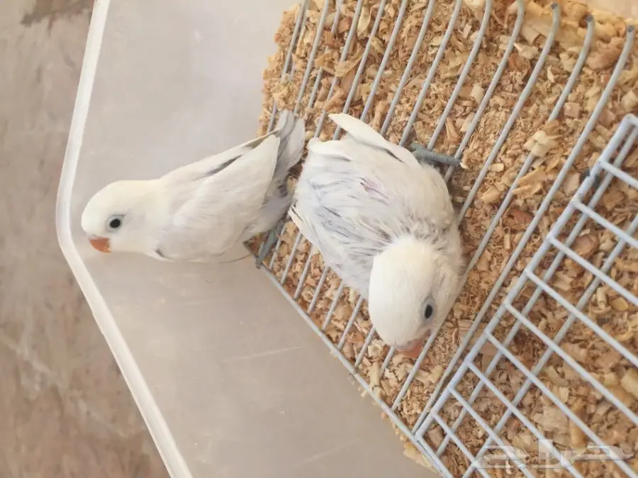 للبيع طيور روز وفشر