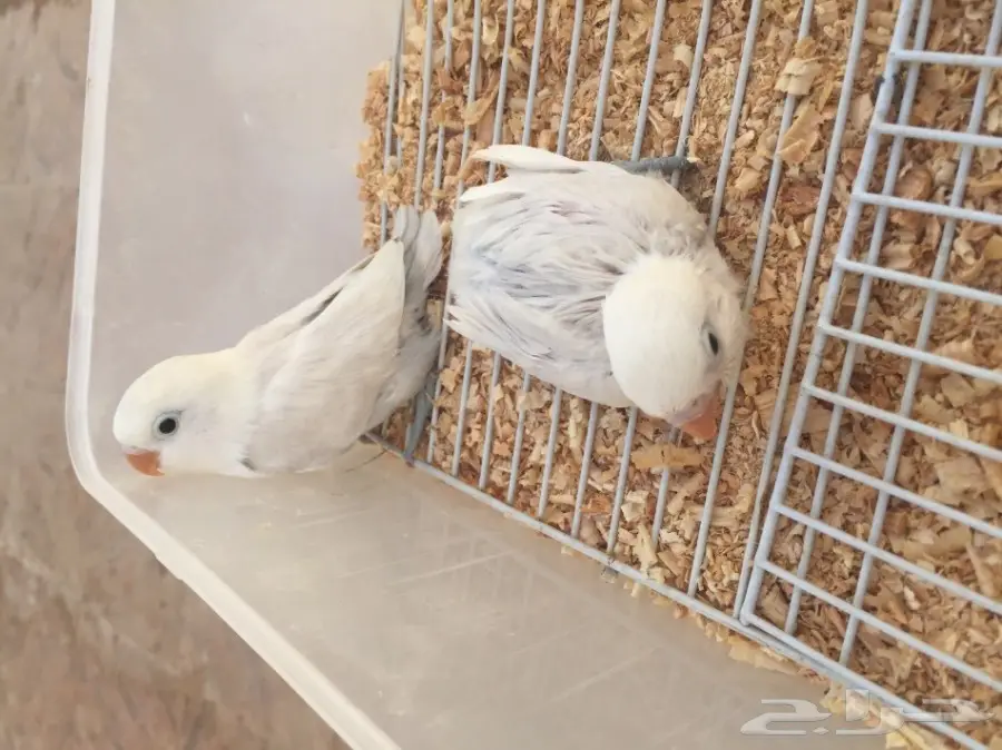 للبيع طيور روز وفشر (image 1)