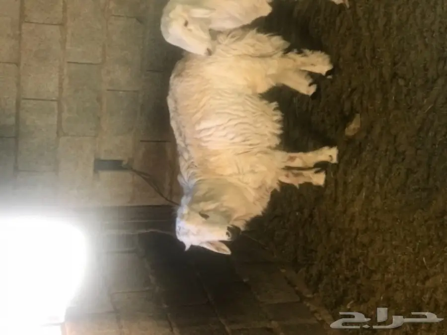 غنم للبيع  (image 1)