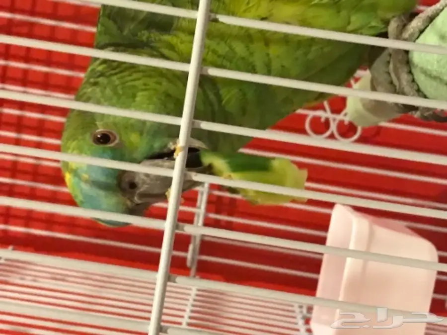 ببغاء امزوني بلوفرنتد للبيع 
