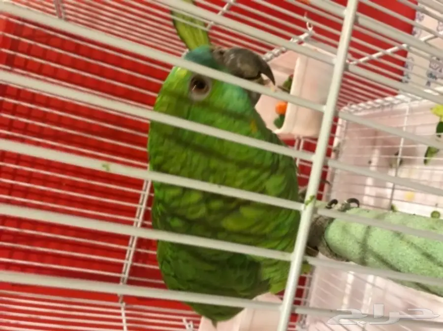 ببغاء امزوني بلوفرنتد للبيع  (image 2)