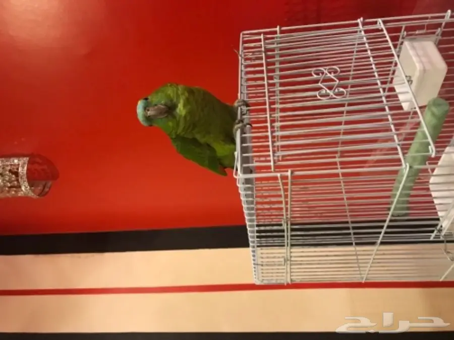 ببغاء امزوني بلوفرنتد للبيع  (image 3)