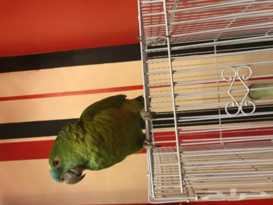 ببغاء امزوني بلوفرنتد للبيع  (image 4)