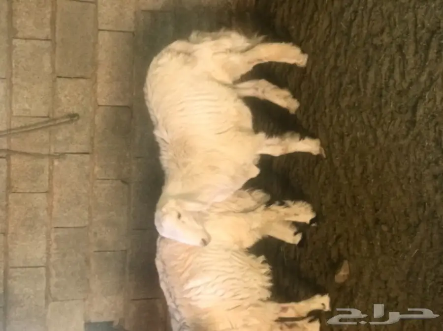 غنم للبيع  (image 2)