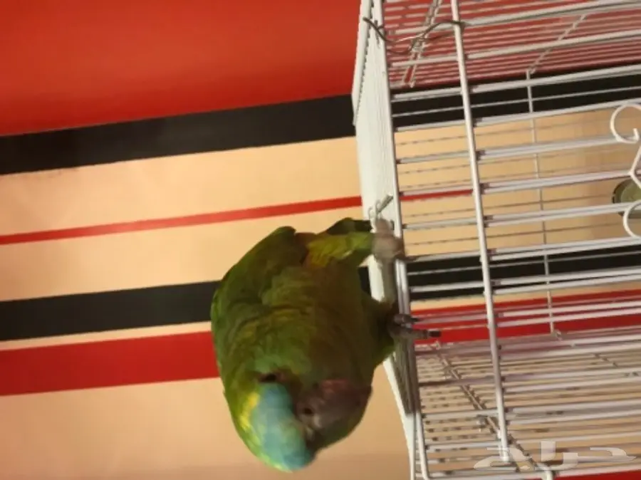 ببغاء امزوني بلوفرنتد للبيع  (image 5)