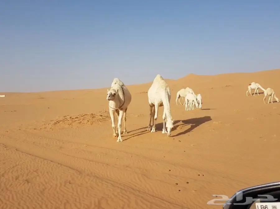 10 مغاتير للبيع منوه القناي (image 7)