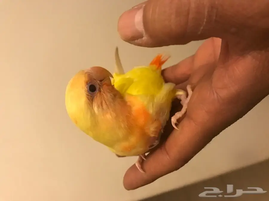 فرخين روز (image 1)