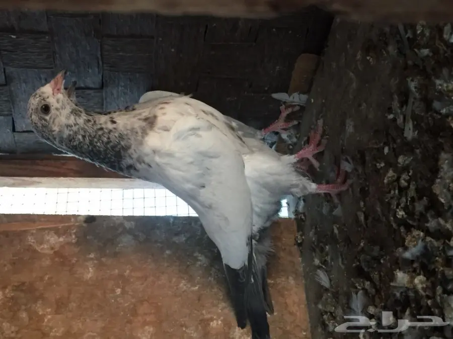 طبه تيدي  (image 1)