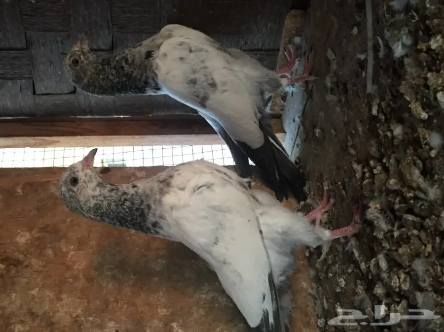 طبه تيدي  (image 2)