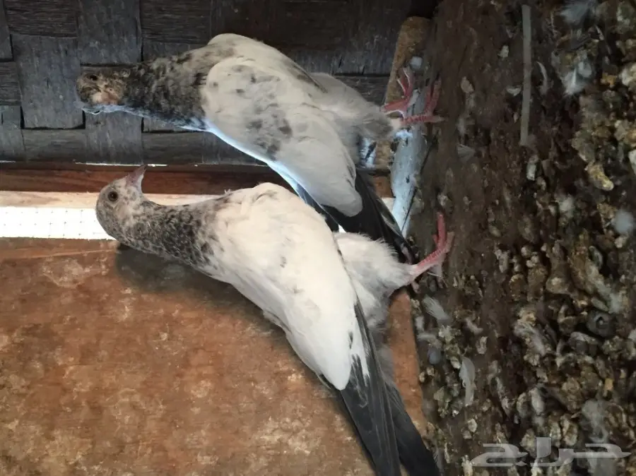 طبه تيدي  (image 3)