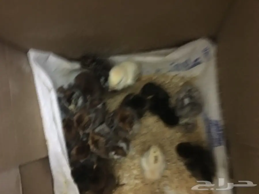 صوص. فومي.   وبلدي 