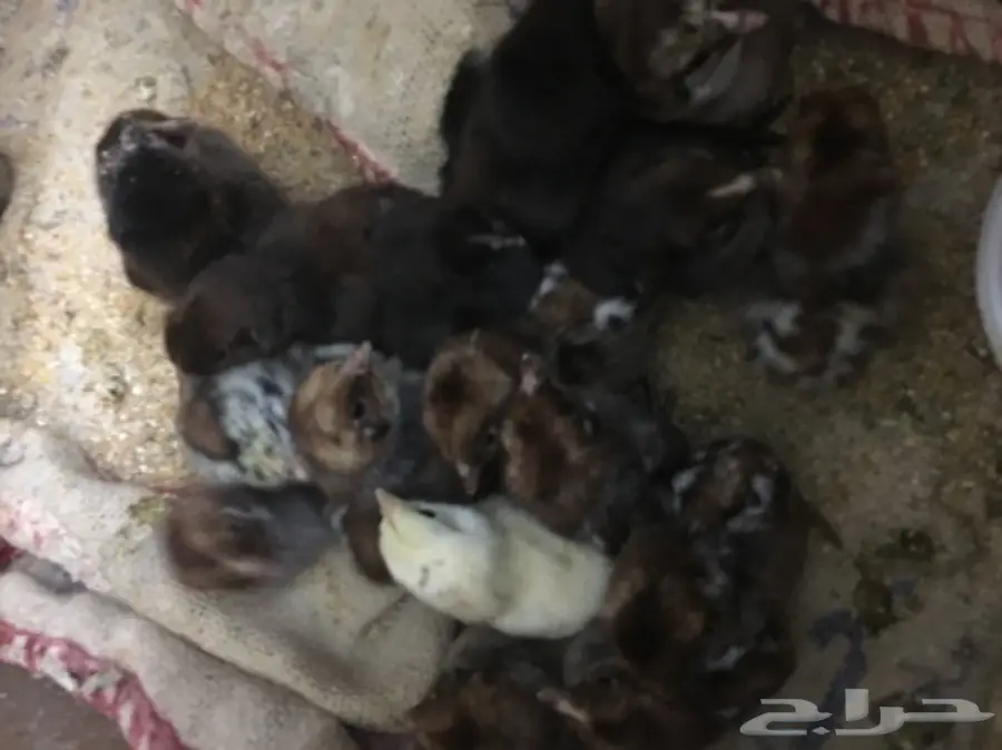 صوص. فومي.   وبلدي  (image 1)