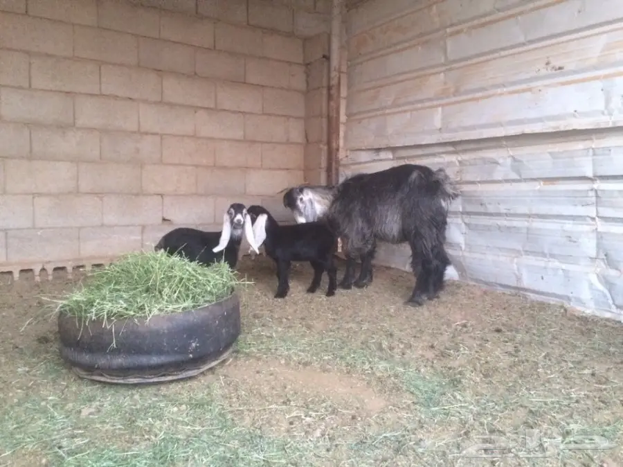 للبيع عنز متاومه