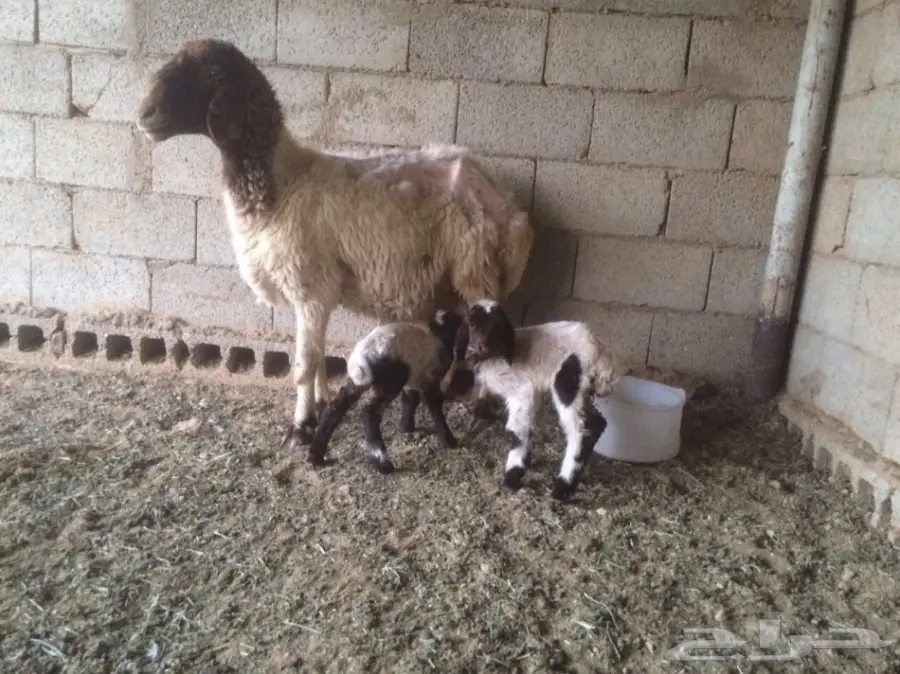 للبيع  انعيمية متاؤمه 