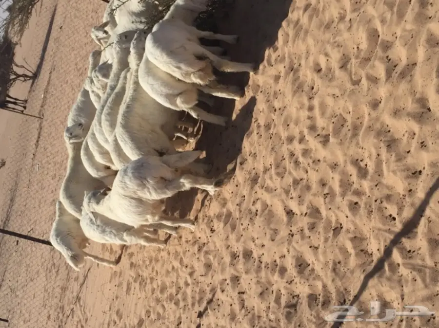 بهم للبيع  (image 1)