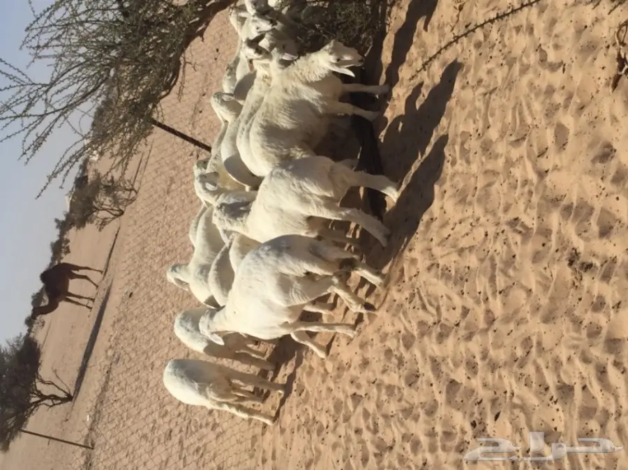 بهم للبيع  (image 2)