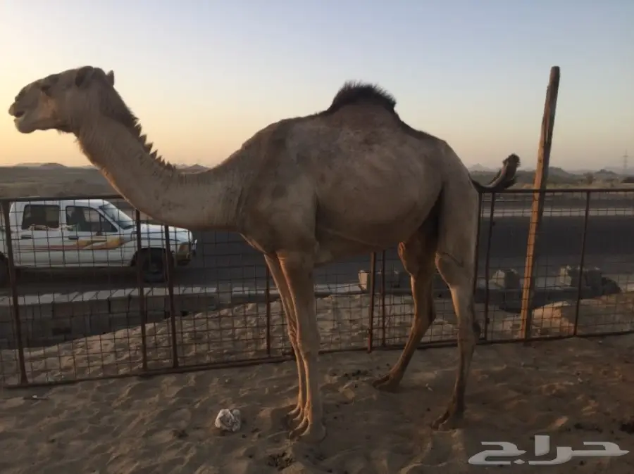 ناقه لقحه اركيه للبيع